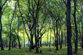 Arslanbob Wallnut forest